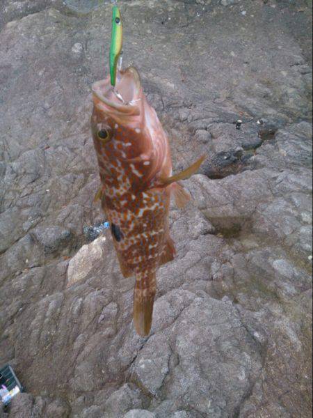 柴山周辺朝マヅメにアコウ、そこからエギング…